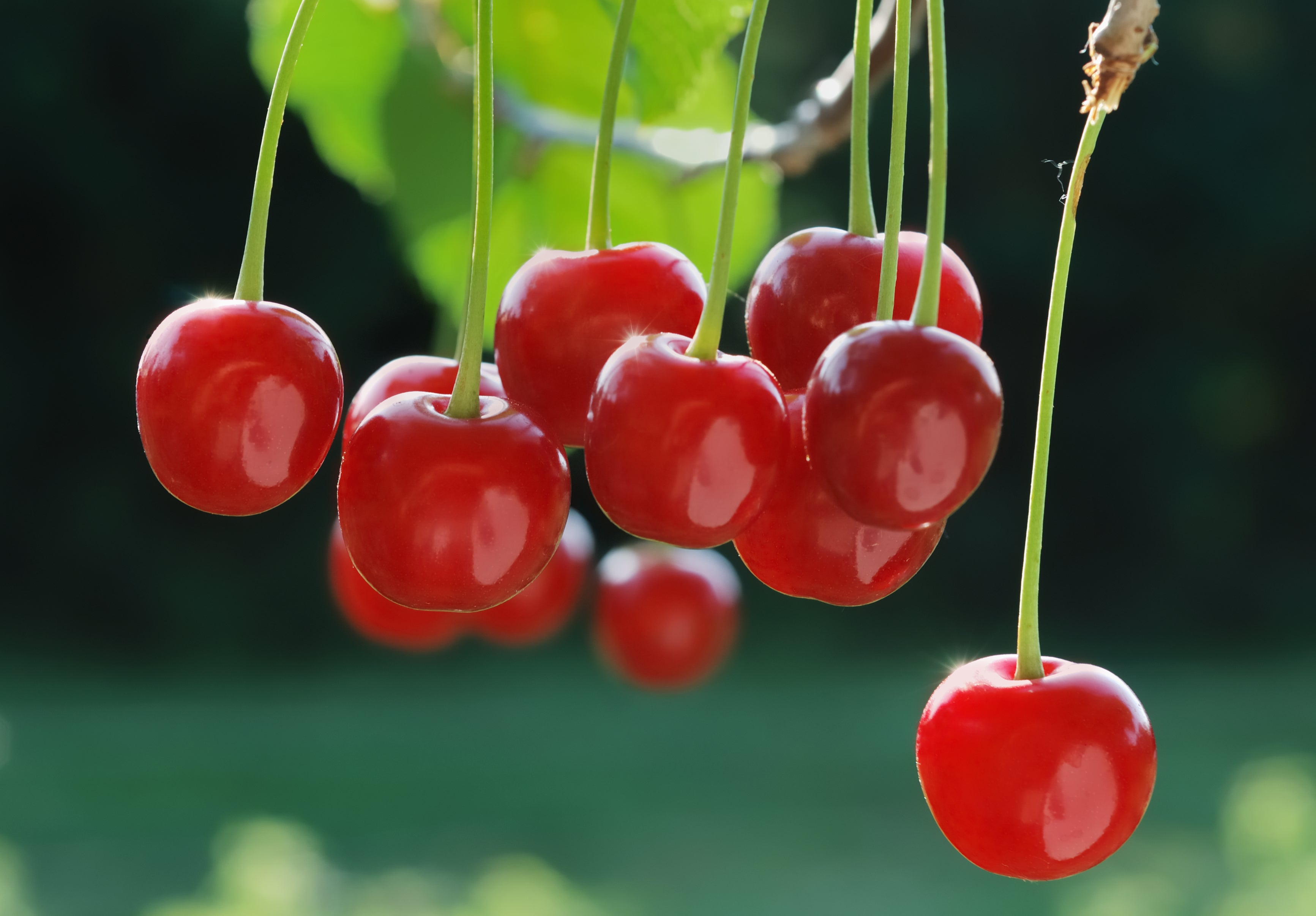 Montmorency Tart Cherry